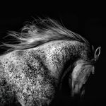 Jennifer MacNeill - @jmacneill_horses - Instagram