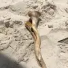 Jennifer Manuel - @jennifermanuel8 - TikTok