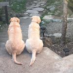 Jennifer McNamee - @mollyandcocodogs - Instagram