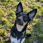 Jenny 🐾 - @jennifer.mixed.life - Instagram