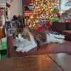 Jennifer Morlock - @jennifer.morlock - TikTok