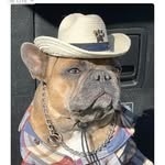 Jennifer Morrill Thomas - @bruno_the_bougie_frenchie - Instagram