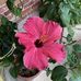 Jennifer Mulhern Bass - Facebook