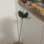 Jenny Noack - @jennifernoack8965 - Instagram