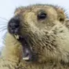 jennifernutbrown88 - @noah_gosselin - TikTok