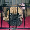 jennifer_peertje - @jenniferpeer - TikTok