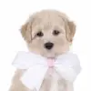Jennifer Pfeffer67 - @jenniferpfeffer61 - TikTok