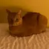 Jennifer Phoenixville - @jennifer.phoenixv - TikTok