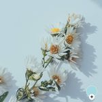 Jennifer Pickle - @pickledcornichons.hey - Instagram