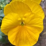 Jennifer Pickle - @snappick2021 - Instagram