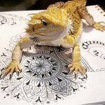 Jennifer Pickles - @jenniferpickles_art - Instagram