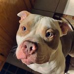 Jennifer And Bill Prochaska - @baby_pitbulls_for_sale - Instagram