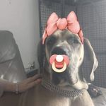 Jennifer Reader Marsh - @meltdowndanes - Instagram