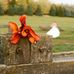 Jennifer Reding Photography - Facebook