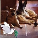 Jennifer Calleja Rowton - @rowton50 - Instagram