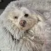 Schmelzer Jennifer - @schmelzerjennifer - TikTok