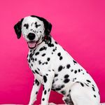 Jennifer Sharp - @idahodogphotography - Instagram