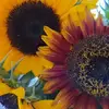 Jennifer Simonson - @user4029951240906 - TikTok