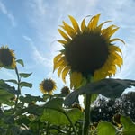 Jennifer Suhr - @o.c.u.healing.our.planet - Instagram