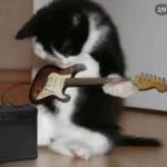 🐈 - @jennifer.tsoi - Instagram
