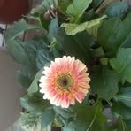 Jennifer Vining - Facebook
