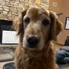 Jennifer King Wainwright - @jenniferkingwainw - TikTok