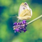 Jennifer Wallner - @wallner4405 - Instagram