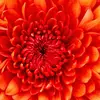 Jennifer Whigham - @jennifer.whigham - TikTok