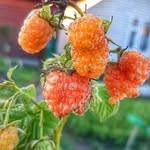 Jennifer Whitcomb - @creatsynchflucapso56 - Instagram