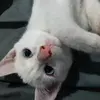 Jenny Angelo - @jenny.angelo1 - TikTok