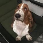 Jenny  🎂11.03.2022 - @jenny_basset_dog - Instagram