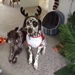 Jenny Benham - @jasperdiddles - Instagram