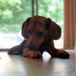 Jenny Benton - @dogsanddunn - Instagram