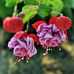 Jenny Berk - Facebook