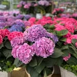 Jenny Callaway - @rescued.and.reloved - Instagram