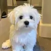 jennychiang02 - @jenny.chiang0 - TikTok