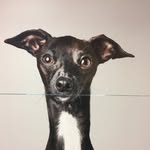 Jenny Collier - @compactfroggie - Instagram
