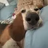 Jenny Collier DiNofia - @jenny.collier.din - TikTok