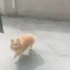 JennyDonovan - @trolfykm66h - TikTok