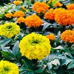 Jenny Driver - @jmdfarmmarket - Instagram