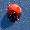 Jenny W Dumas - @ladybugsatx99 - TikTok