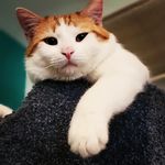Jenny Fish - @politelez - Instagram
