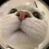 jenny fish - @user66816105922027 - TikTok