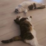 Jenni Hellman - @rackers57 - Instagram