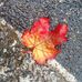 Jenny Howes - Facebook