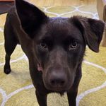 JennyHulse - @kelpie_jenny - Instagram
