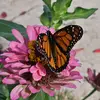 Jennifer Laughlin - @jennifer.laughlin - TikTok