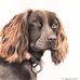 Jenny Laws Pet Portraits - Facebook