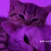 jennyluc🦋🌺 - @jennyluc03 - TikTok