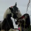 jennymansfield288 - @jennymansfield288 - TikTok